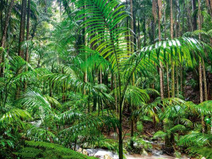 Tamborine National Park - Rainforest foliage
