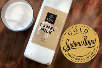 Summer Land Camels - Gold at Sydney Royal Festival