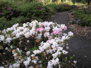 Botanic Gardens - Rhododendron Garden