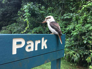 Kookaburra on a sign - By Ron Korrel (Own work) [CC BY-SA 4.0 (https://creativecommons.org/licenses/by-sa/4.0)], via Wikimedia Commons