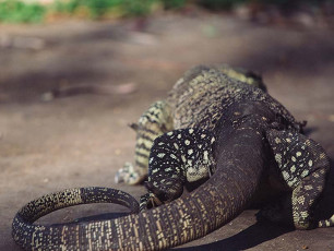 A Lace Monitor - By Alexandre Goloskok (Own work) [CC BY-SA 4.0 (https://creativecommons.org/licenses/by-sa/4.0)], via Wikimedia Commons