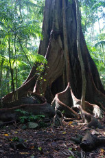Tamborine National Park -- Witches Falls Section Fig Tree