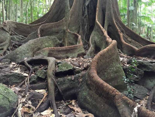 Tamborine National Park -- Witches Falls Section Huge Fig Tree Roots