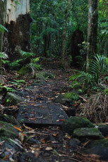 Tamborine National Park -- Witches Falls Section Path