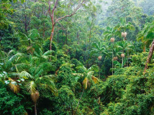 Tamborine National Park - Rainforest Canopy