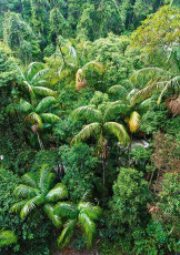 Tamborine National Park - Rainforest Canopy