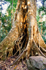 Tamborine National Park - Rainforest large fig tree