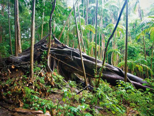 Tamborine National Park - Rainforest floor debris
