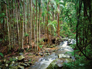 Tamborine National Park - Rainforest flowing creek