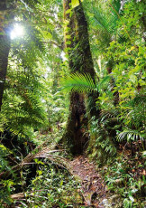 Tamborine National Park - Rainforest Tree and foliage