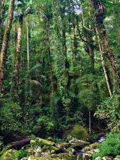 Tamborine National Park - Rainforest Trees and foliage