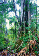 Tamborine National Park - Rainforest Trees
