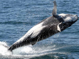 Whale Watching Experience - Calf Breaching