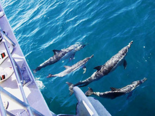 Whale Watching Experience - Pod of Common Dolphins