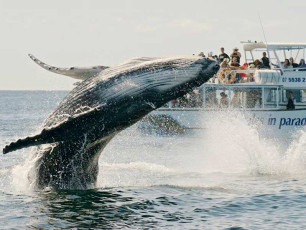 Whale Watching Experience - Whale Breaching Close To Boat