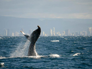 Whale Watching Experience - Whale Breaching with Gold Coast Skyline Background