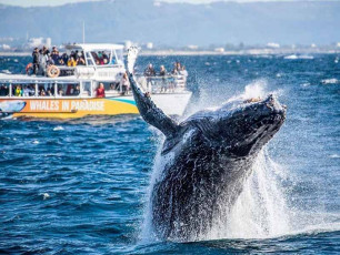 Whale Watching Experience - Whale Breaching Near Boat