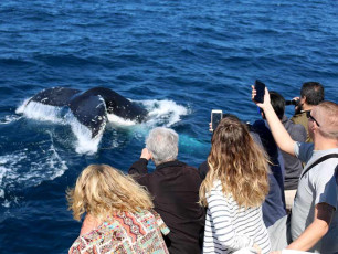 Whale Watching Experience Great Photo Opportunities