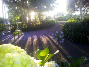 Amore BandB entrance and gardens