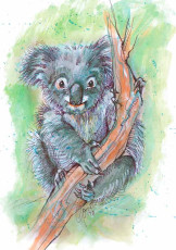 Koala by Gaye Dell