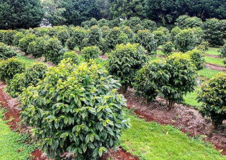 Green Lane Coffee Plantation Coffee Trees Thriving