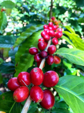 Green Lane Coffee Plantation Tamborine Mountain Spring Harvest
