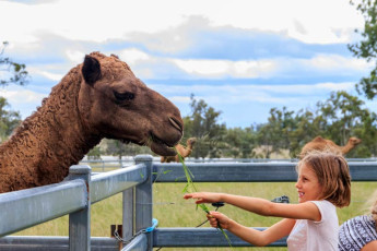 Summer Land Camel Farm - Camel Feeding