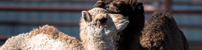 Summer Land Camels - Camels buddying up