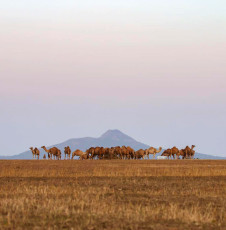 Summer Land Camels - Camels on the farm