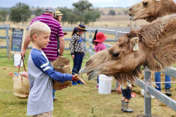Summer Land Camels - Fun Outing for all ages
