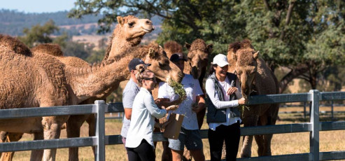 Summer Land Camels - Fun Outing