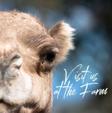 Summer Land Camels - Visit Us