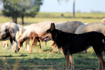 Towri Sheep Cheeses - Abby minds the sheep