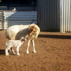 Towri Sheep Cheeses - Ewe with newly born lamb