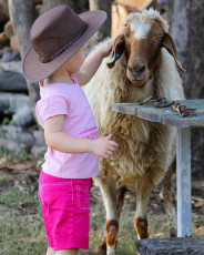 Towri Sheep Cheeses - Kids just love wooly things