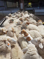 Towri Sheep Cheeses - Riding on the sheeps back