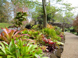 Botanic Gardens - Bromeliad Garden