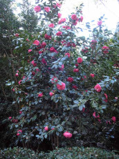 Botanic Gardens - Camellia