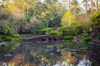Botanic Gardens - Lake with Dragonfly