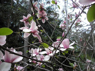 Botanic Gardens - Magnolias