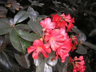 Botanic Gardens - Rhododendrons
