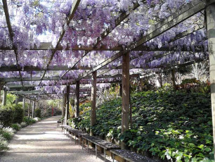Botanic Gardens - Wisteria Walk