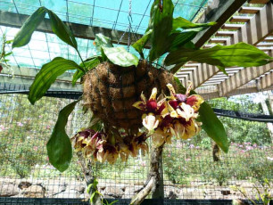 Botanic Gardens - Orchid Basket