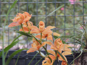 Botanic Gardens - Orchid