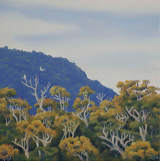 Dave Groom Landscape Artist - Springbrook and Cockatoos