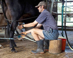Milking Time at Tommerups Dairy Farm Farmstay