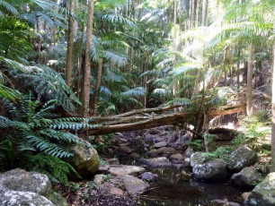 Pethers Rainforest Retreat Rainforest Creek