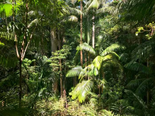 Pethers Rainforest Retreat Rainforest Setting