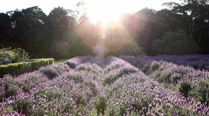 Jasmin Organics - field of lavender growing