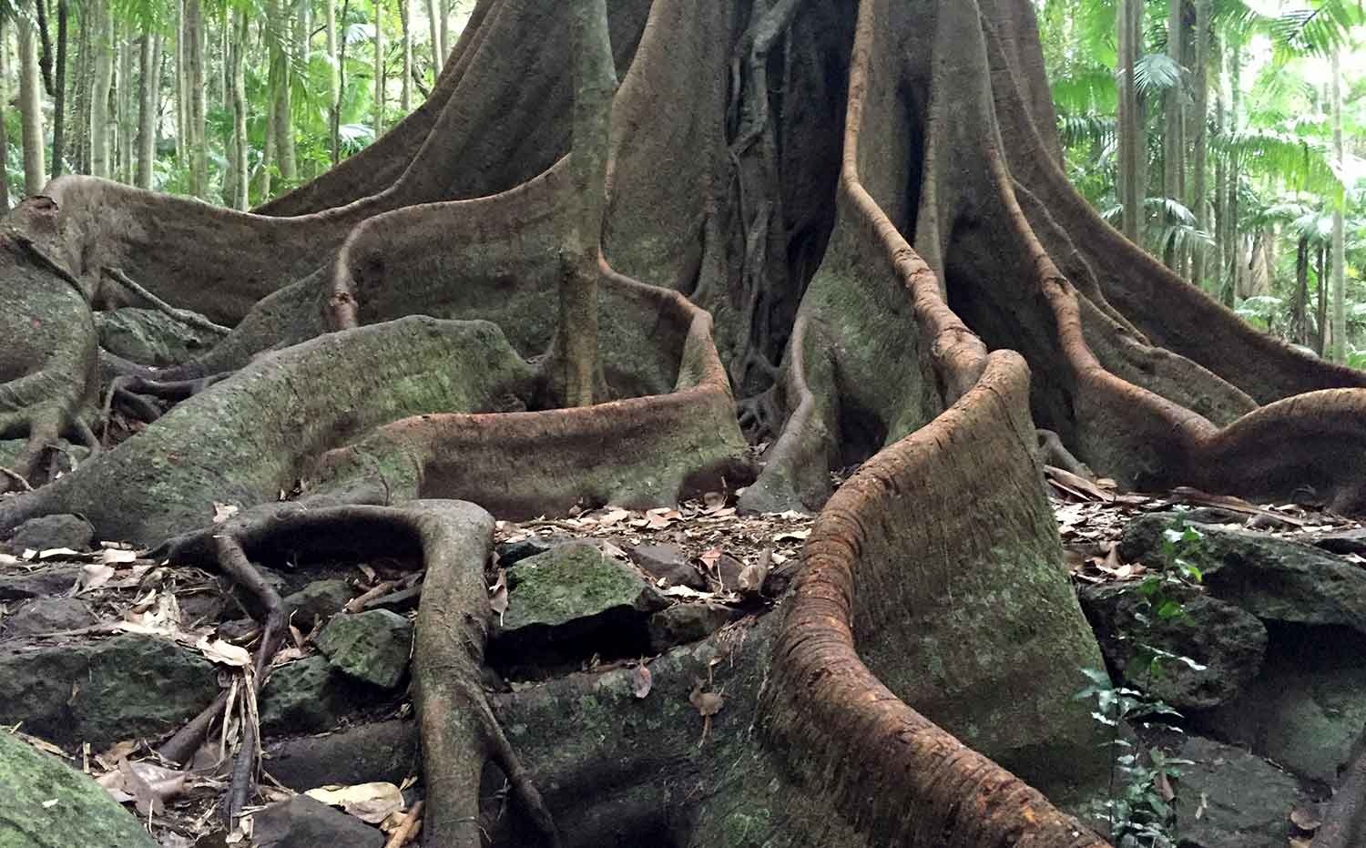 Giant Fig Tree Roots Tamborine National Park - Witches Falls Section
